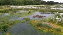 Restored bog surface showing sphagnum formation in the cell bunds ©NatureScot
