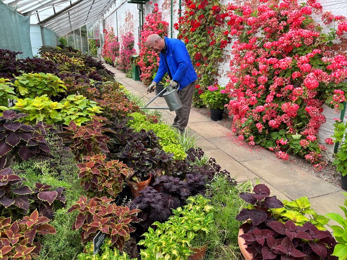 Temple Newsam hothouse: Volunteer gardener Steve Ball tends to the hothouse's stunning national collection of Coleus, grown for their colourful patterned leaves. The team has even developed around 20 new varieties including one called “Temple Newsam”.