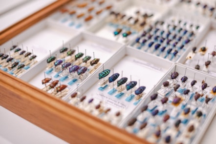 A close up of a case of insects within Amgueddfa Cymru's entymology collection