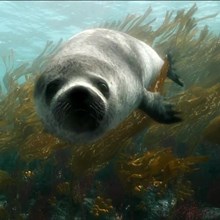 Common seal animation, copyright SNH: Common seal animation, copyright SNH