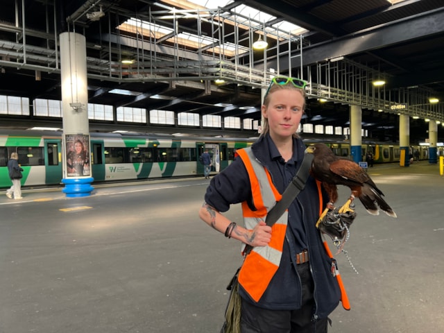Oscar the hawk and Adel at Euston: Oscar the hawk and Adel at Euston