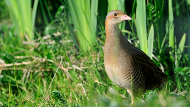 Cinn-là Fèis Fiadh-bheatha nan Eilean 2026 gam foillseachadh an dèidh soirbheis mhòir am bliadhna: The rare and elusive Corncrake (c) Lorne Gill/NatureScot