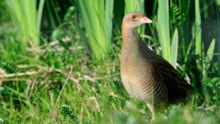 The rare and elusive Corncrake (c) Lorne Gill/NatureScot: The rare and elusive Corncrake (c) Lorne Gill/NatureScot