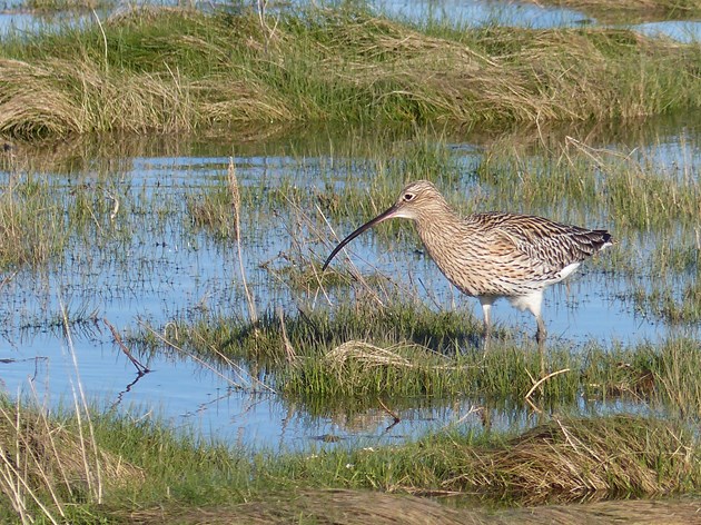 CREDIT RSPB FOR THIS IMAGE  Eurasian Curlew - Adult foraging in coastal pools - Aberlady Bay
