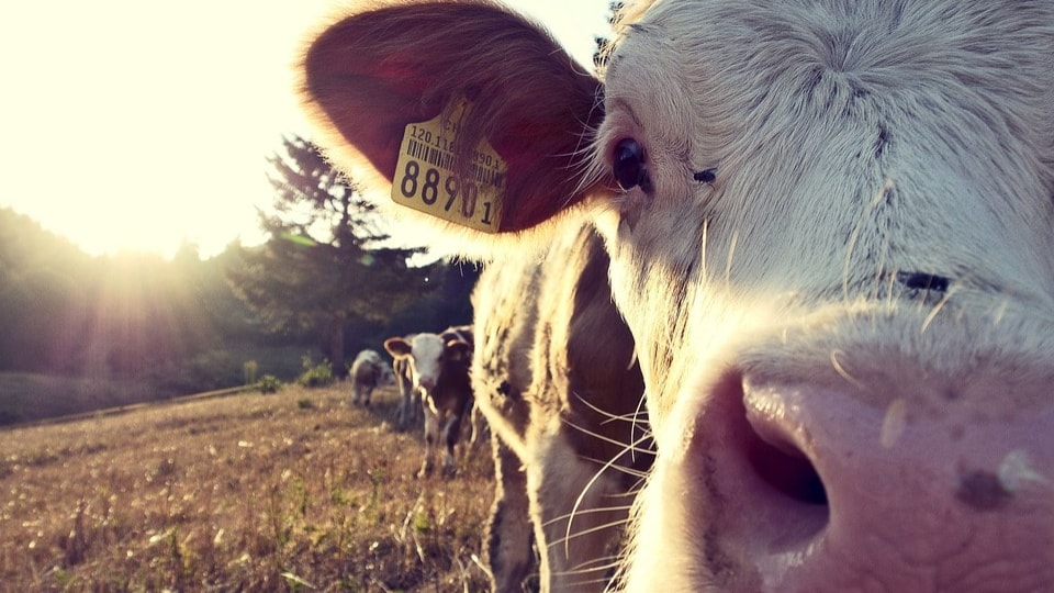 cow-932817 960 720