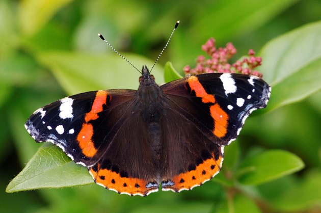 Red admiral butterfly ©Lorne Gill/NatureScot