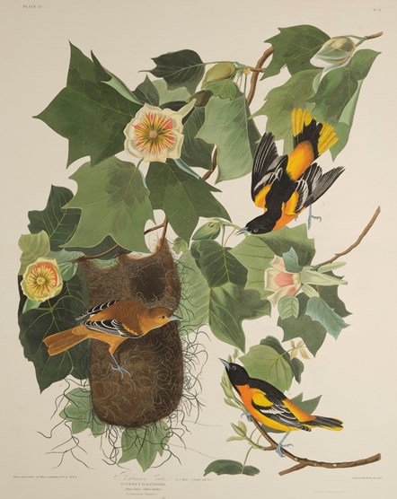 Print depicting a Baltimore Oriole from Birds of America, by John James Audubon. Image © National Museums Scotland