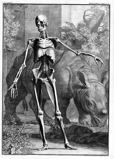 Illustration from Tables of the skeleton and muscles of the human body, Bernhard Siegfried Albinus, 1747. Credit - Wellcome Collection