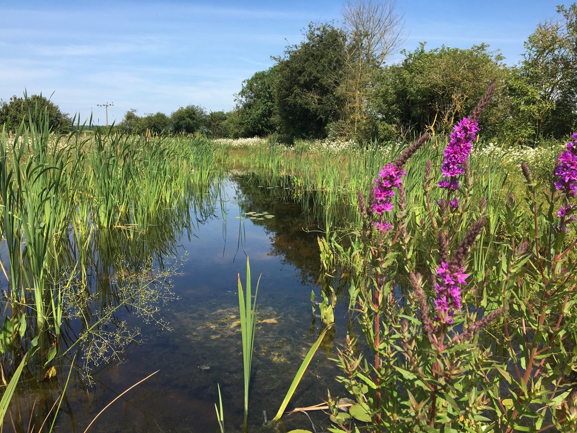 HS2 to host webinar on the new habitats created for local wildlife in the West Midlands and Warwickshire: Finham Brook Pond