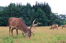 Red Deer grazing on an upland pasture ©Lorne Gill/NatureScot