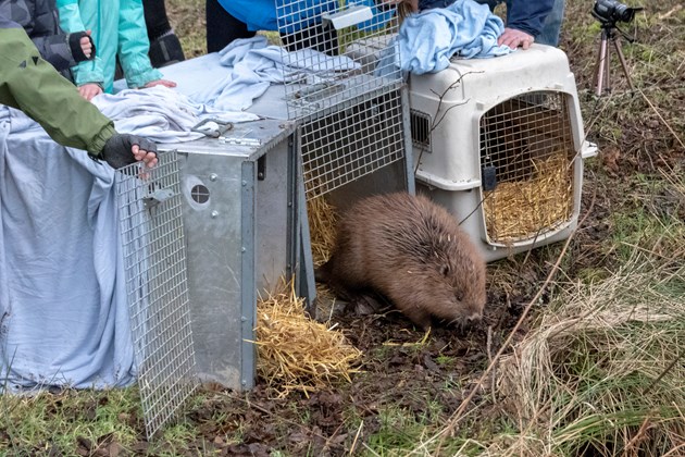 Nature boost in Perthshire as second group of beavers moved to Argaty: Beaver getting released ©Beaver Trust
