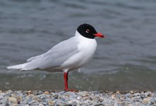 Mediterranean Gull ©Yanlev/stock.adobe.com (one time use only in conjunction with this news release): Mediterranean Gull ©Yanlev/stock.adobe.com (one time use only in conjunction with this news release)