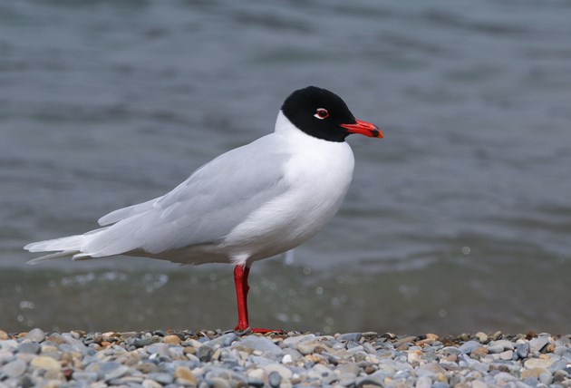 First breeding record at Forvie for rare UK gull: Mediterranean Gull ©Yanlev/stock.adobe.com (one time use only in conjunction with this news release)