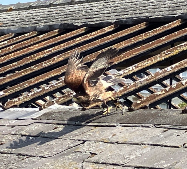 Scarborough roof 3 - Swooping Maverick (Network Rail)