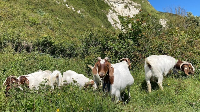 Network Rail and White Cliffs Countryside Partnership hire some unusual new staff – with hooves instead of hard hats - to sustainably manage rare landscape: Goat