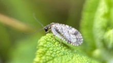 Bordered Brown Lacewing (c) Caitlin McLeod (4) (1): Bordered Brown Lacewing (c) Caitlin McLeod (4) (1)