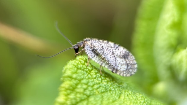 East coast Scots asked to help cover over 700 miles of coastline in search of one of the UK’s rarest insects: Bordered Brown Lacewing (c) Caitlin McLeod (4) (1)