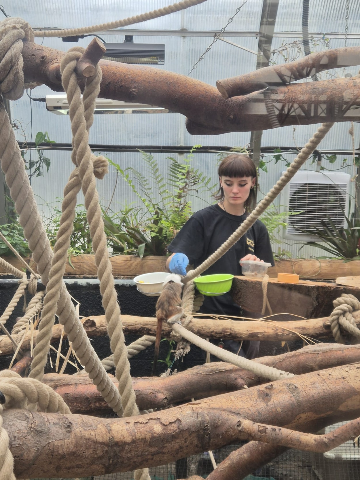 Charlotte Ryan VTL 2: Charlotte Ryan started volunteering at Tropical World in 2024 and is now training for a diploma in zoo management.