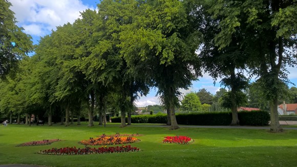 Views wanted on Wyndham Park: Trees in Wyndham Park-2