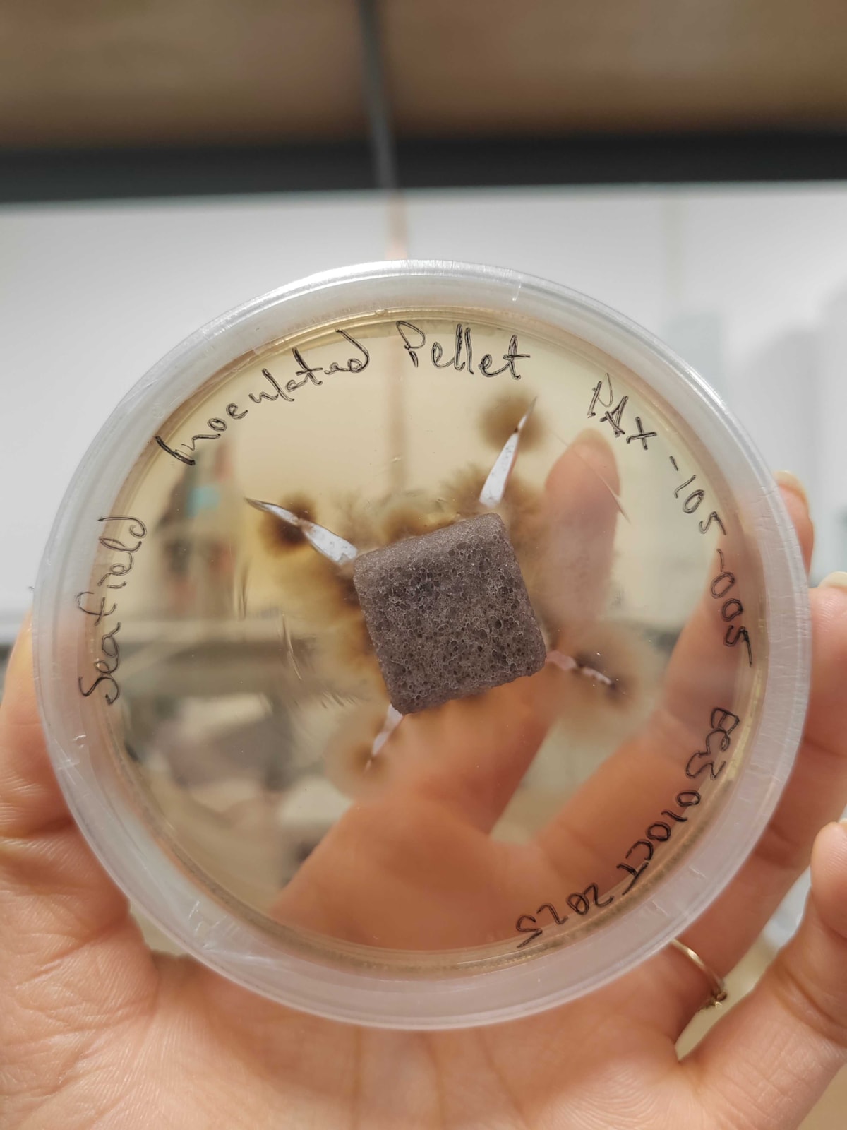 RhizoPellet™ with fungi actively growing