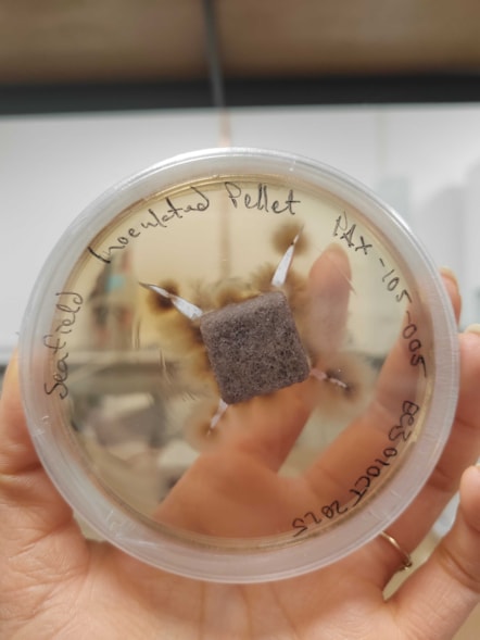 RhizoPellet™ with fungi actively growing