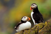 Puffins on the Isle of May (c) Lorne Gill/NatureScot