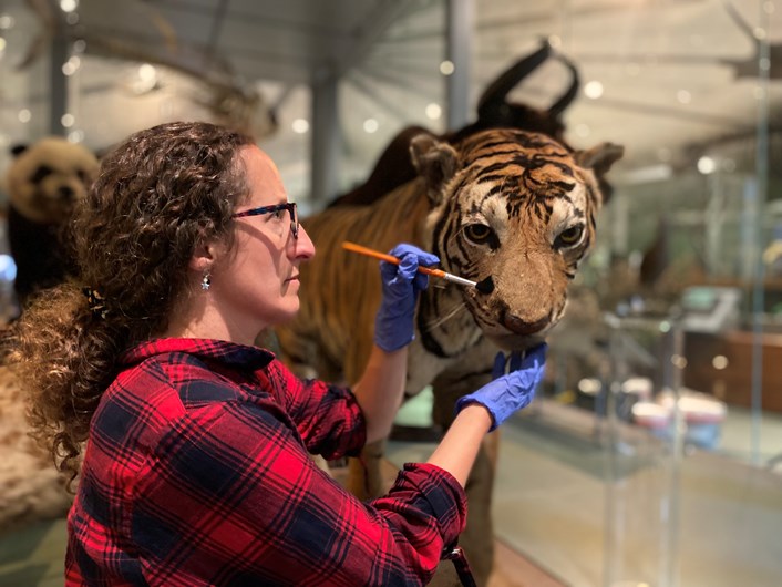 Life on Earth revamp: Rebecca Machin, Leeds Museums and Galleries' curator of natural sciences, cares for specimens of endangered in Leeds City Museum's spectacular Life on Earth galley, which is being revamped.