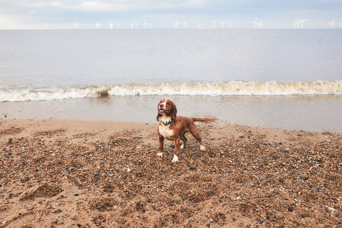 Dog Walks at Seashore