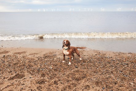 Dog Walks at Seashore