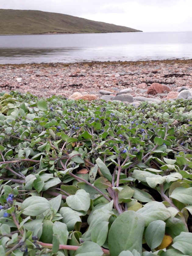 Oysterplant - Urafirth - Gareth Powell - 2025