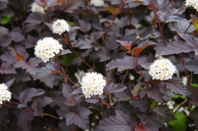 Physocarpus Diablo - Shutterstock