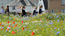 Wildflower meadow in Perth © Lorne Gill/SNH: Wildflower meadow in Perth © Lorne Gill/SNH