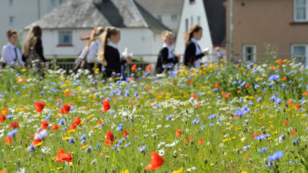 Community groups champion efforts to save Scotland’s pollinators: Wildflower meadow in Perth © Lorne Gill/SNH