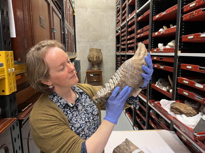 Mammoth tusk: Clare Brown, Leeds Museums and Galleries' curator of natural sciences, with an ancient mammoth tooth which is also stored alongside the mammoth tusk at the Leeds Discover Centre.