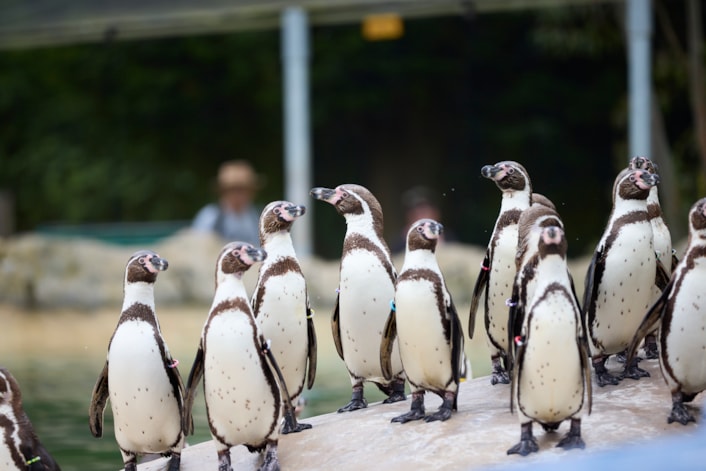 Lotherton Penguin Experience 8: Lotherton Penguin Experience 8