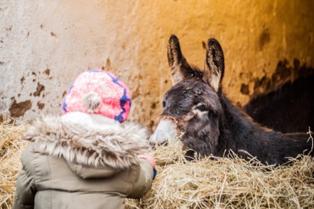 Celebrate the season with festive family fun at the National Museum of Rural Life © Sean Bell