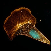 Harpagifer skin cytoskeleton and nucleus: Harpagifer skin cytoskeleton and nucleus