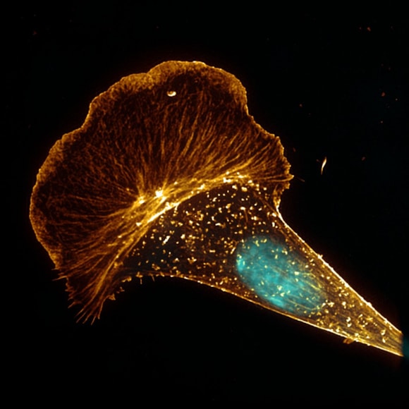 Harpagifer skin cytoskeleton and nucleus