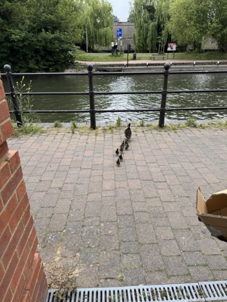 Ducks about to jump in the water