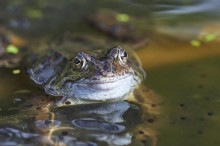 Common frog in pond: Common frogs (Rana temporaria) mating in a pond. ©Lorne Gill/NatureScot.
