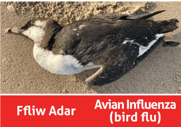 Bird flu - Ffliw Adar