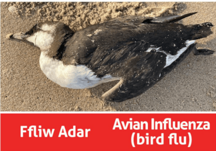 Bird flu - Ffliw Adar