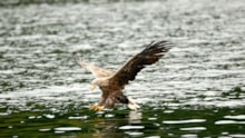 Adult White-tailed eagle in flight. ©Lorne Gill/NatureScot: Adult White-tailed eagle in flight. ©Lorne Gill/NatureScot