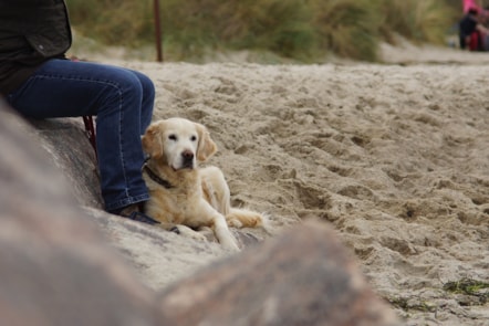 Dog on beach - Ci ar y traeth