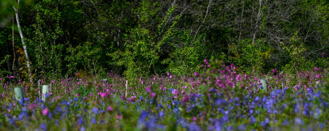 Bluebells and red campions at South Cubbington Wood, May 2022