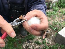 Hybrid chick being ringed (credit SNH-David Steel)