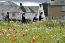 Wildflower meadow: Wildflowers growing in a built-up area, Perth ©Lorne Gill/NatureScot