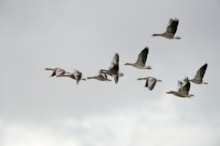 Greylag geese in flight ©Lorne Gill NatureScot