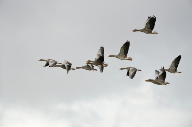 Appeal to help track greylag geese: Greylag geese in flight ©Lorne Gill NatureScot