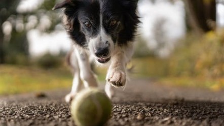 dog and ball